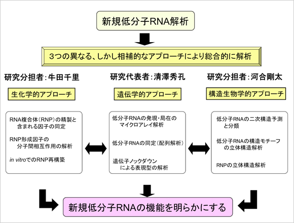 ʬRNAϤθ泵