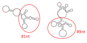 S3 RNA󼡹¤