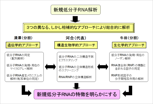 ʬRNAϤθ泵